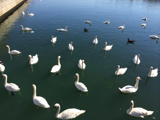 There are soooo many swans here! Beautiful