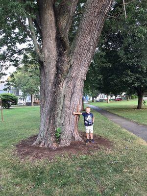 About a 200-year-old Oaktree. I put my son next to it for size comparison