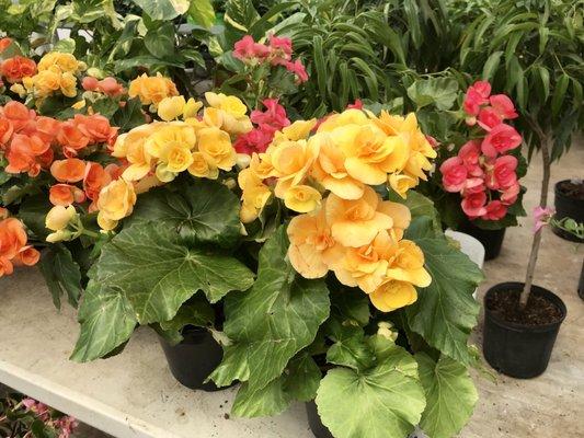 Double begonias