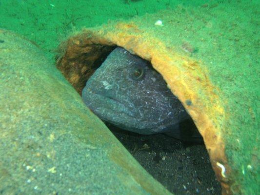 Wolf eel, Hoodsport WA