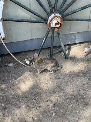 Bunnies on the Ranch