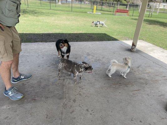 Dolly meeting new friends