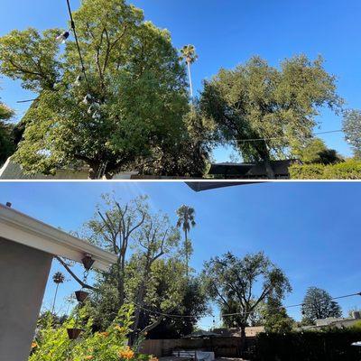 JR's Tree Service & Landscape