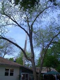 Denton Tree Trimming