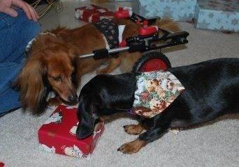 Copper with his sister at Christmas