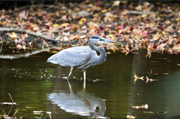 The Mighty Blue Heron on the prowl.