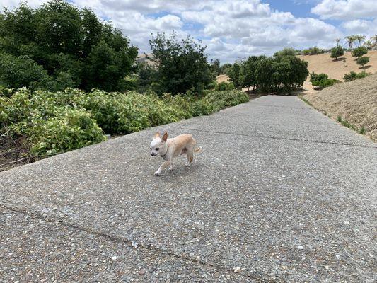 Nice neighborhood trail