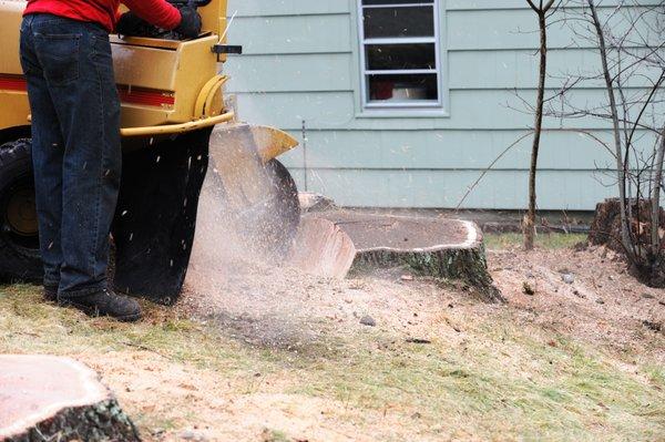 stump grinding