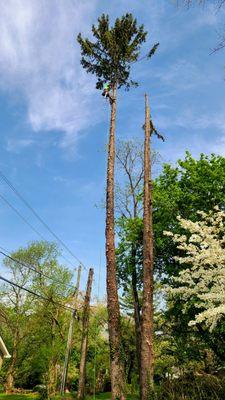 Pine removal