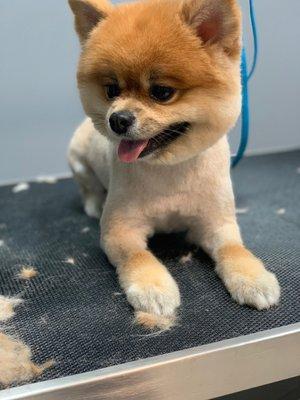 A Pom with lion cut