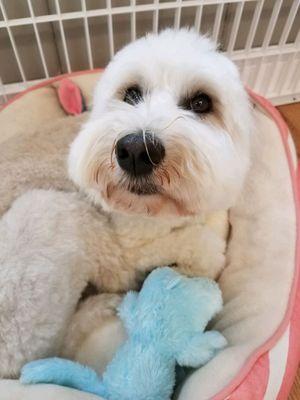 Adorable ivy taking advantage of the doggie beds for a nice nap.