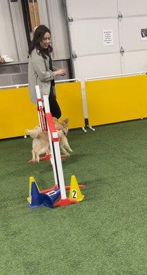 Competitive Edge Agility and Dog Sports