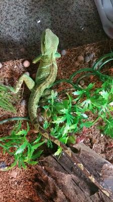 Bub :-) 10 month old male Chinese Water Dragon