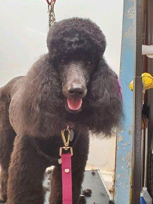 Excellent work performed on my standard and toy poodles. Definitely the best groomer of poodles in the twin cities area. I