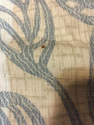 Bed bugs! Ew!!