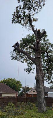 Ortiz Tree Services