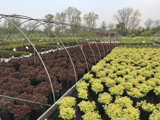 Cranberry Creek Nursery & Landscaping