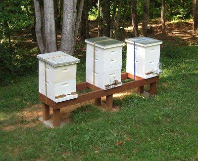 Rescued bees working in Langstroth type bee hives.