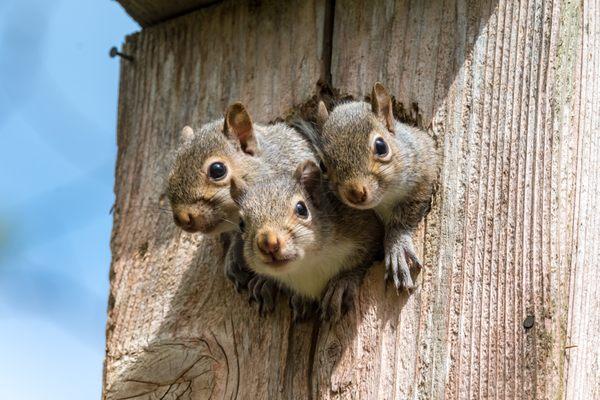 Young Squirrels