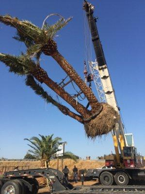 Jameson Hydro Crane Service - Residential Crane Services - Full Grown Tree Moving