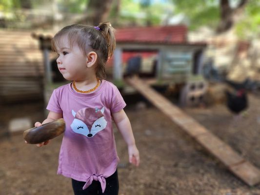 Feeding the chickens