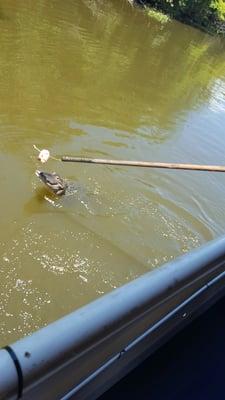 Gator feeding on swamp tour