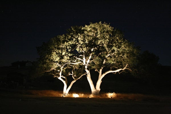 A beautiful show for this majestic trees.