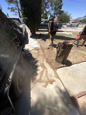 Tree removal, clean up