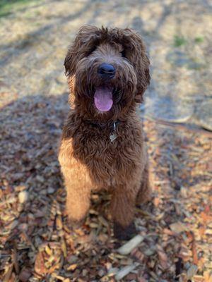 An incredibly happy pup in the care of sit stay fit -- not to mention a great photo!!