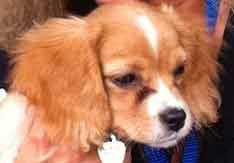 We are a dog friendly business. This is 3 month old Platinum McQ, a King Charles Cavalier mix breed.