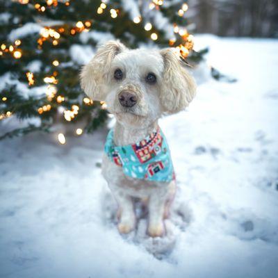 My dog Charlie that was groomed at Jo- glen kennels