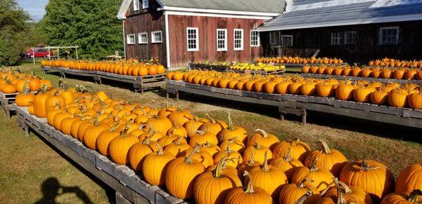 Pumpkins are ready!