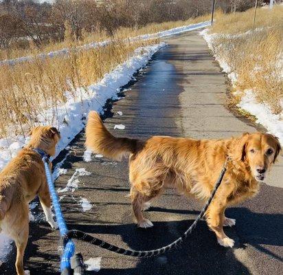 It's a beautiful winter day for a dog walk!