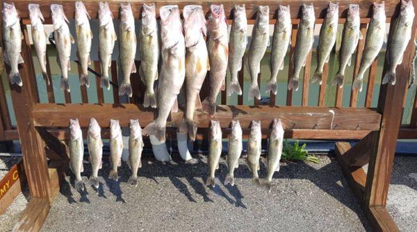 Rack of walleye