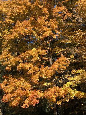 Look at this tree in the parking lot!