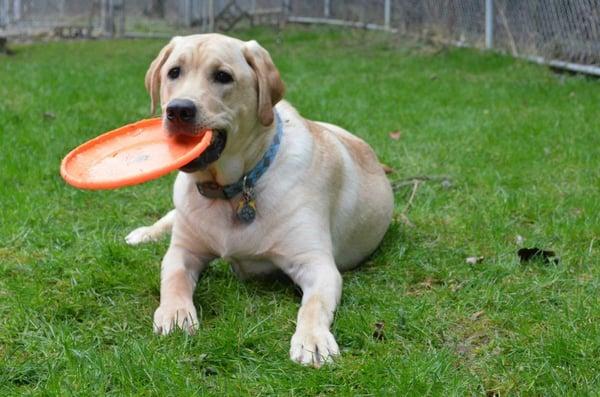 Time to relax after a round of frisbee playing.