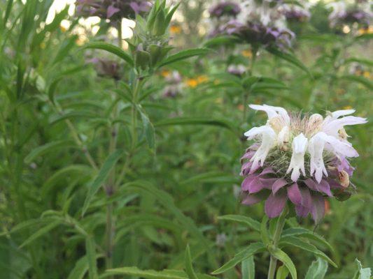 Horsemint/Beebalm