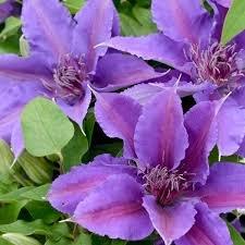 Clematis - 'Paulie'