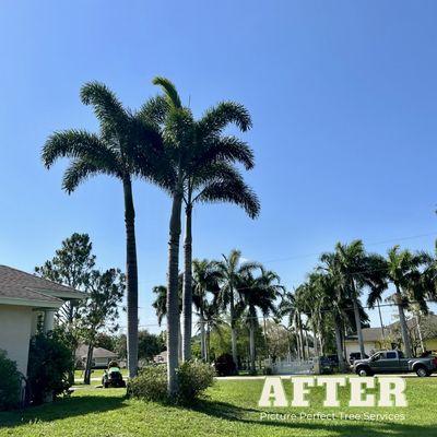 BEFORE | AFTER 
Tree Services
Jupiter FL