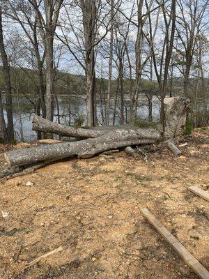 Barkin Trees & Landscaping