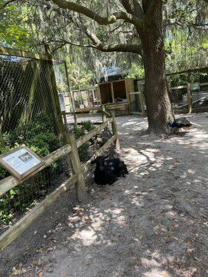 Audubon Swamp Garden