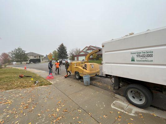 Sweep up and grinding after cutting huge pine tree and pruning the other trees