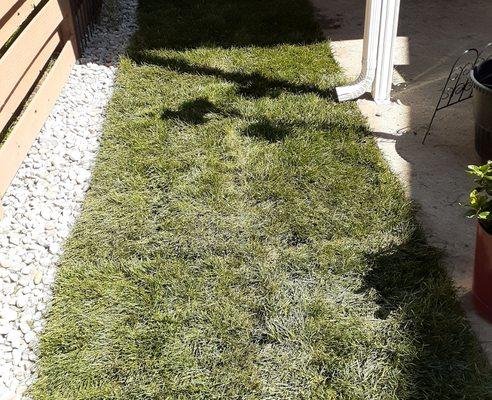 Sod installation