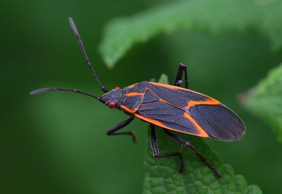 If you have the Boxelder beetle at your home our business We are the Best in town. Call US!!