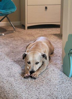 Rudy at home after a shoe-chewing scolding