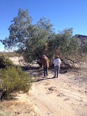 Found an "underwear" tree on one of the day-rides...