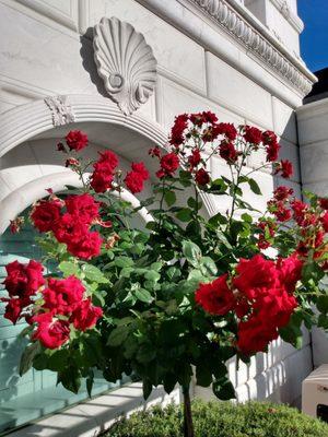 Beautiful roses on perimeter