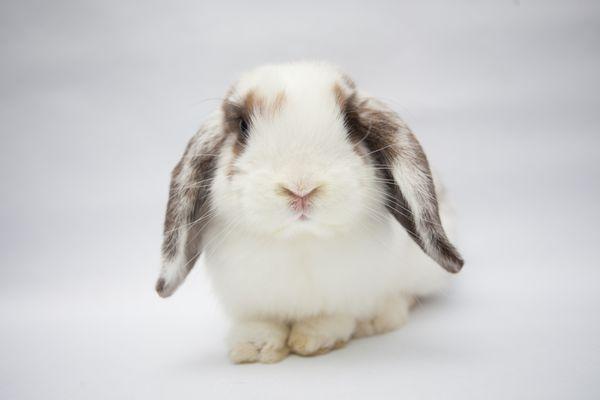 Los Angeles Rabbit Foundation