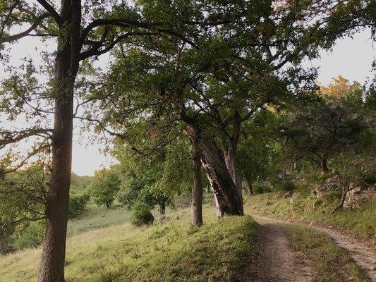 Picturesque road along the Guadalupe River.