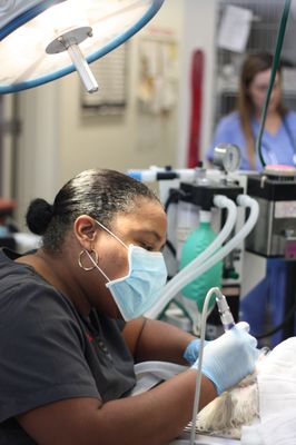 Our most experienced veterinary nurse Danell. performing a thorough dental cleaning with ultimate precision and care.